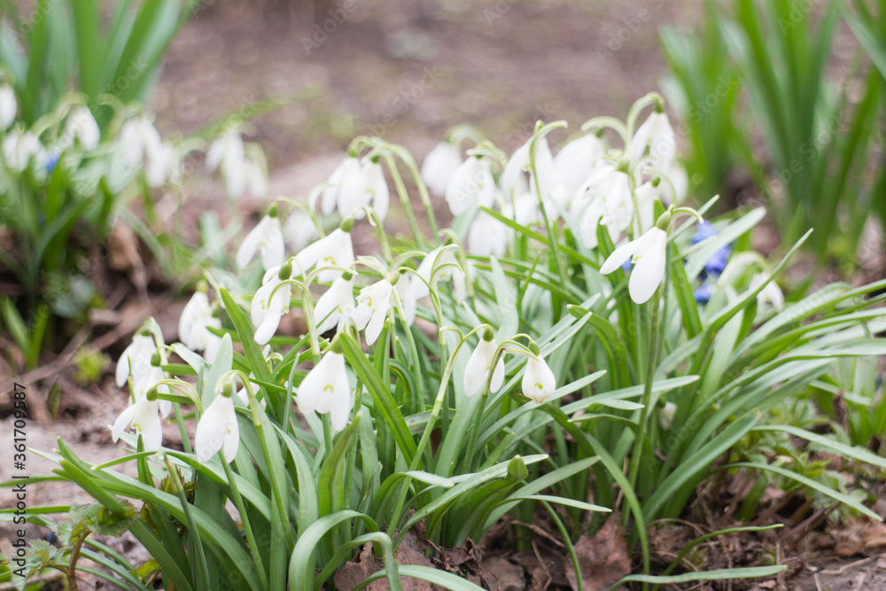 Obraz premium White snowdrops
