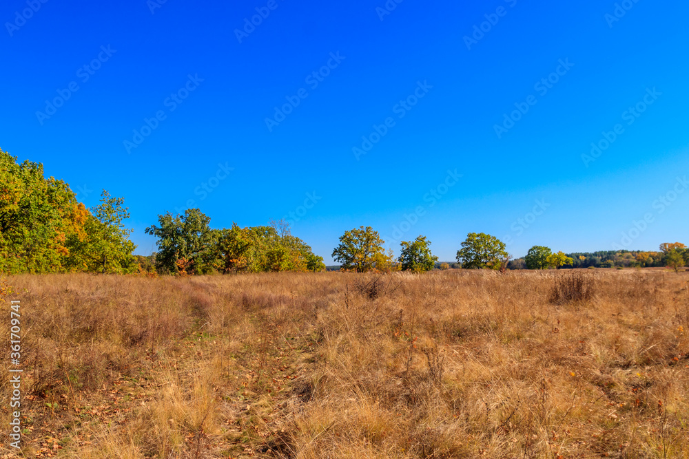 Autumn landscape with dry meadow and colorful fall trees Autumn landscape with dry meadow and colorful fall trees