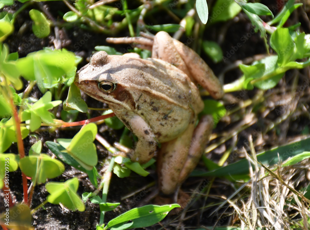 Obraz premium A top view of a brown frog sitting on the ground.