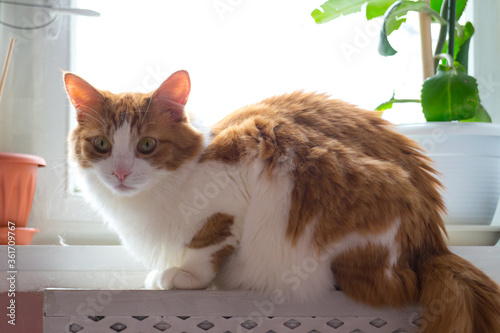 cat on the window