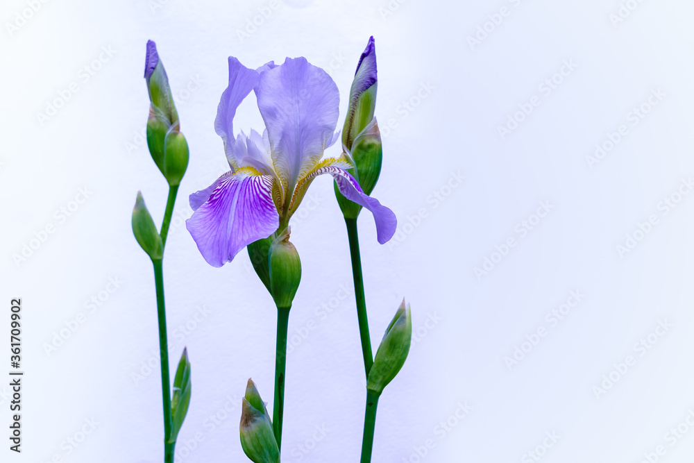 Obraz premium Three flowers purple iris flower on a blue background 