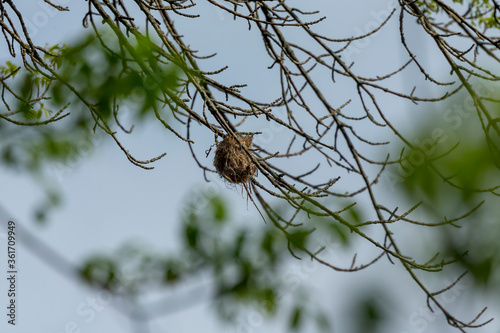 Εκτύπωση καμβά The nest of Baltimore oriole in the branches of a tree crowns