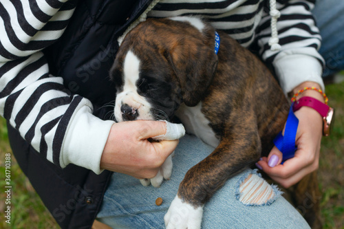 A puppy german boxer is given a treat for a correctly perfomed command outdoors photo