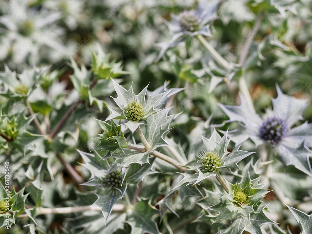 Sea Holly Sea Holly