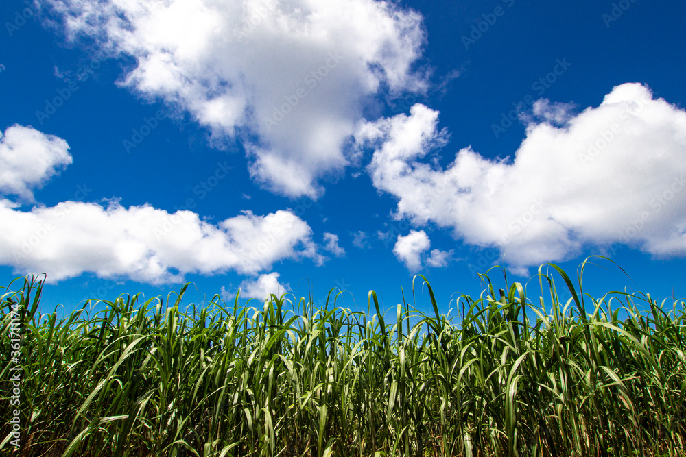 Obraz premium 沖縄 サトウキビ畑