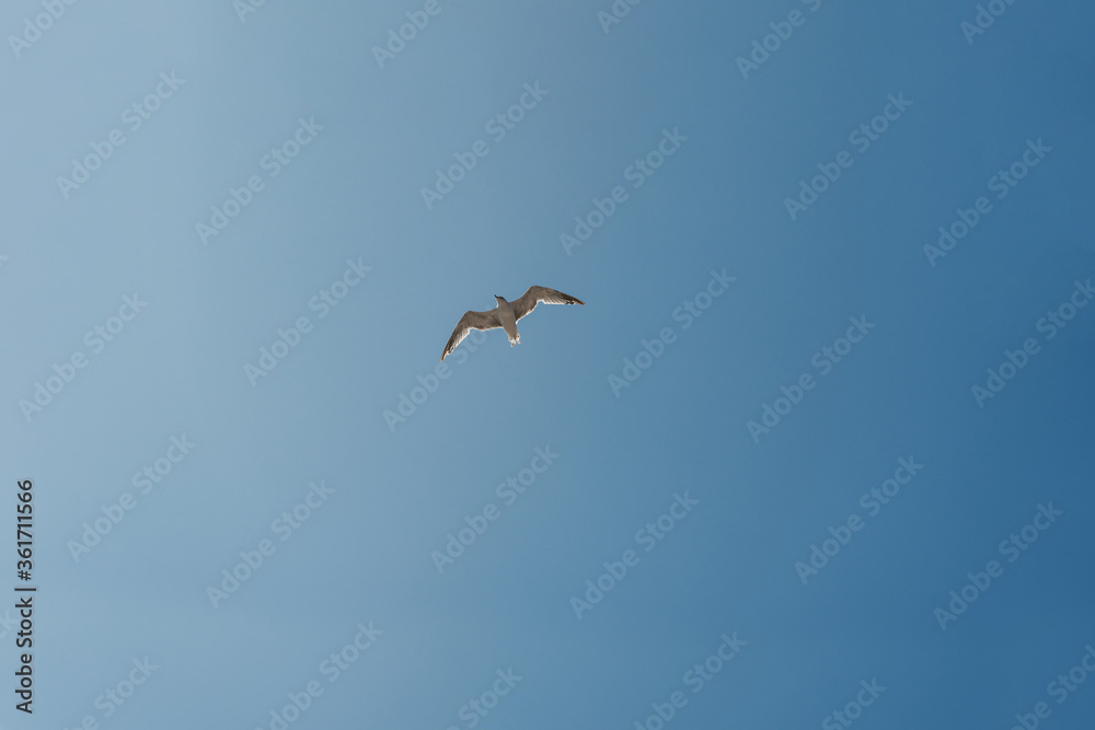 Seagull on a clear sky Seagull on a clear sky