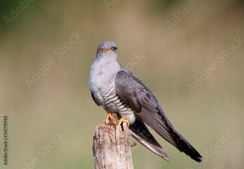 Male cuckoo feeding and displaying © Stephen