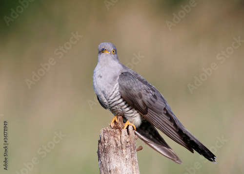 Male cuckoo feeding and displaying © Stephen