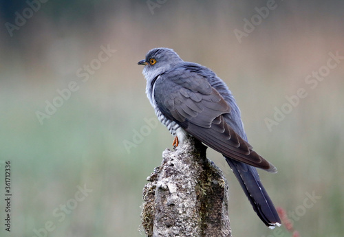 Male cuckoo feeding and displaying
