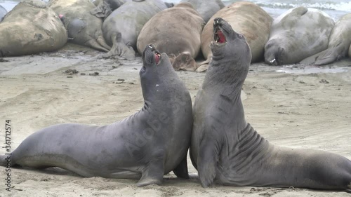 young male elephant seals fighting