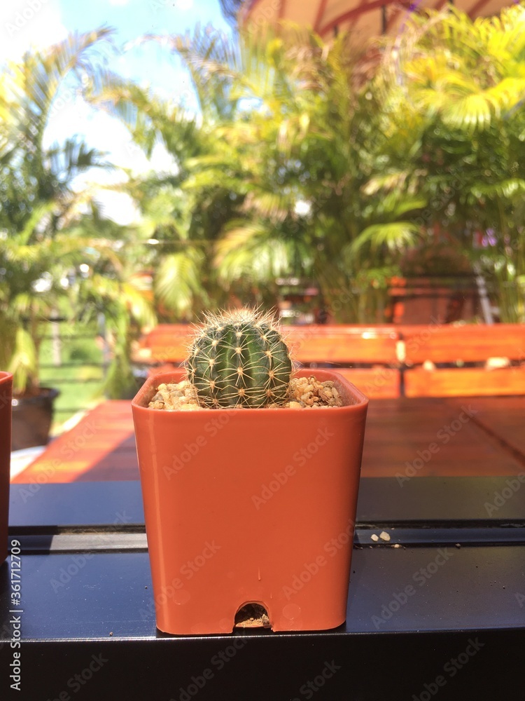 Fototapeta premium cactus on the windowsill