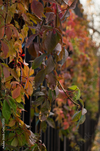 red maple leaves in autumn