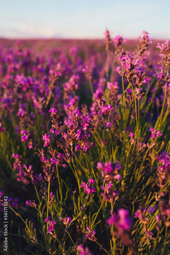 Obraz premium Beautiful violet lavender fields in the sunset light. Provence in France. Lavender flowers. Copy space for your text. Flat lay style. Top view.