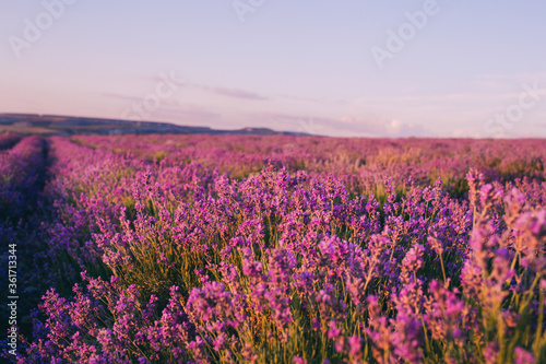 Beautiful violet lavender fields in the sunset light. Provence in France. Lavender flowers. Copy space for your text. Flat lay style. Top view.