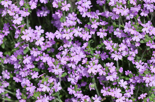 Small purple Erinus alpinus flowers near stone wall. Floral background.