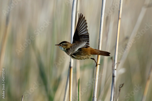 Sedge warbler displaying on a reed stem © Stephen