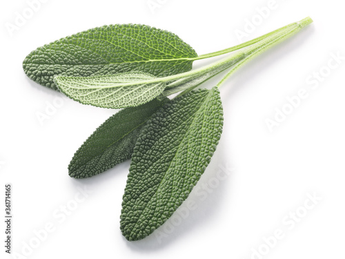 Sage leaves  (Salvia officinalis foliage) isolated w clipping paths, top view photo