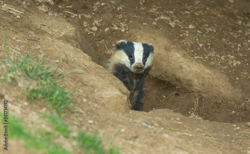 Fotografia Badger (Scientific name: Meles Meles) Wild, European badger in natural habitat, emerging from a badger sett with muddy nose