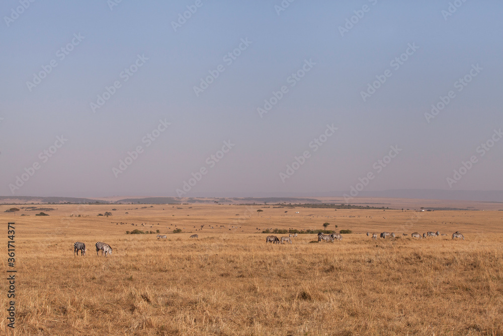Zebras grazing in the vast Savannah grassland of Masai Mara, Kenya Zebras grazing in the vast Savannah grassland of Masai Mara, Kenya