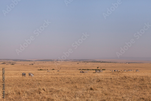 Zebras grazing in the vast Savannah grassland of Masai Mara, Kenya