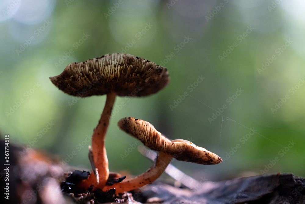 small brown poisonous beautiful mushrooms toadstool in the moss