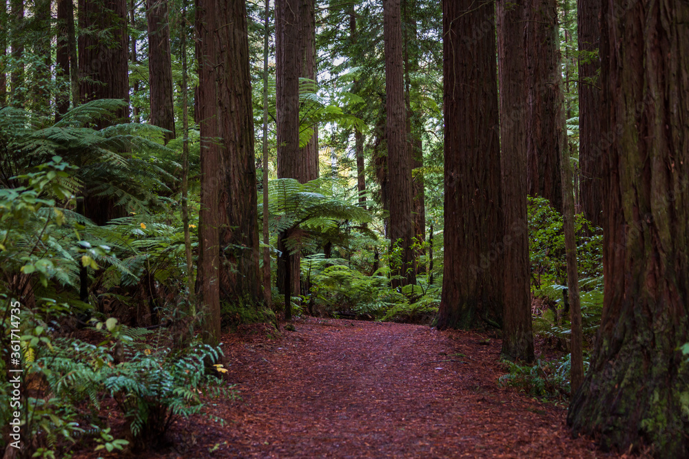 Obraz premium Natural red carpet