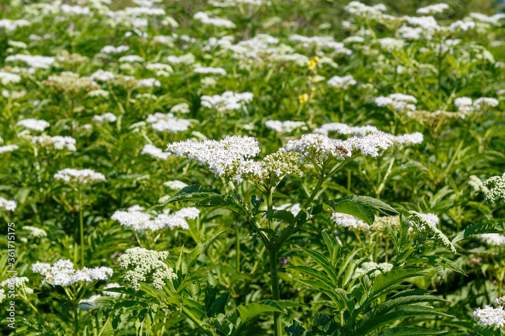  White Wild Flowers in The Field
