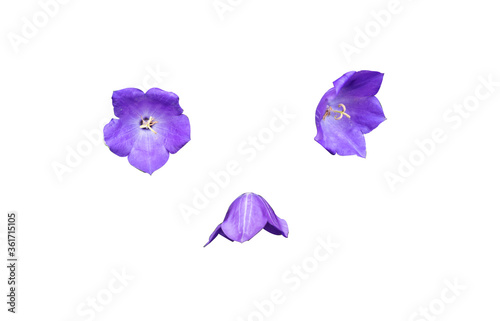 Obraz na płótnie Isolated on white background lilac flowers close-up