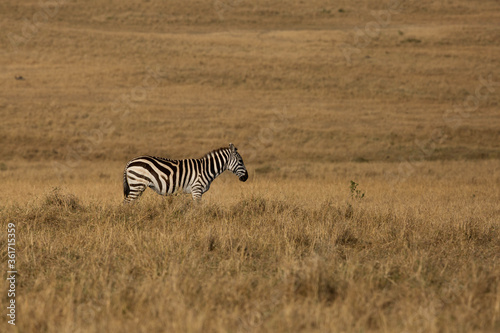 A  Zebra in the Savannah grassland  Masai Mara