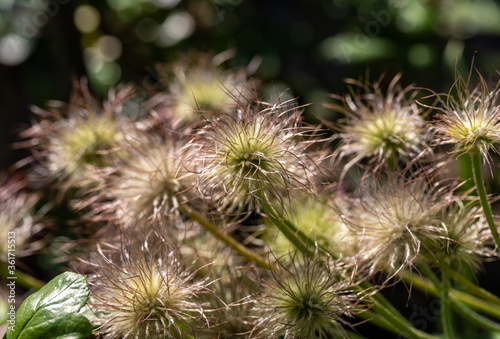 flower of the pasqueflower in the garden