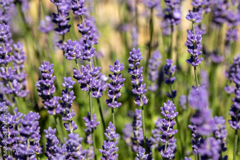 Naklejka premium the blooming lavender flowers in Provence, near Sault, France