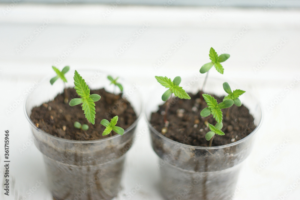 cannabis plant. A small plant of cannabis seedlings at the stage of vegetation planted in the ground in the sun. growing marijuana at home for medical purposes