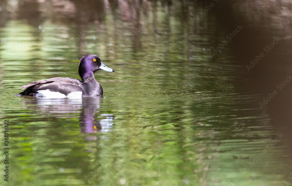 ente, bird, wasser, stockente, see, teich, natur, wild lebende tiere, tier, bird, ente, green, ente, bird, wasser, stockente, see, teich, natur, wild lebende tiere, tier, bird, ente, green,
