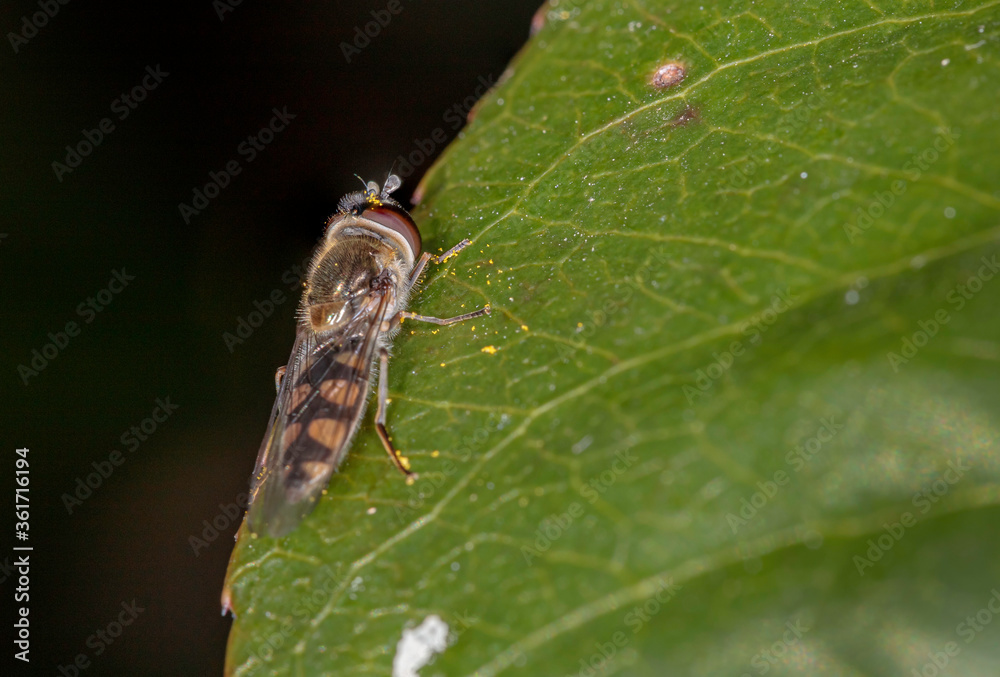 Hover Fly (Melangyna viridiceps) with pollen remnants on a leaf Hover Fly (Melangyna viridiceps) with pollen remnants on a leaf