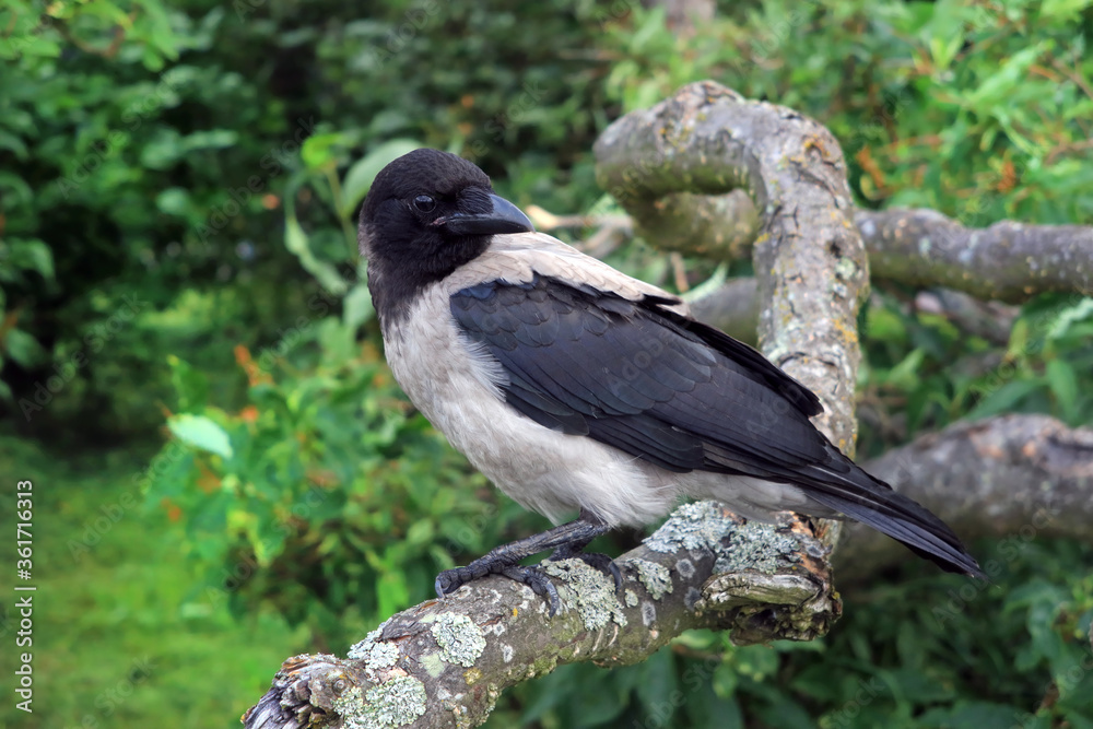 Young Hooded Crow Perched on a Tree Young Hooded Crow Perched on a Tree