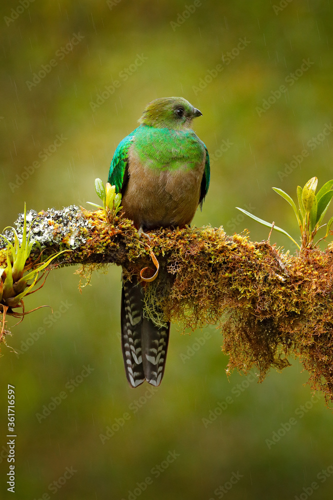 Obraz premium Female of Resplendent Quetzal, Savegre in Costa Rica with green forest in background. Magnificent sacred green and red bird. Detail portrait of beautiful tropic animal. Bird with long tail.