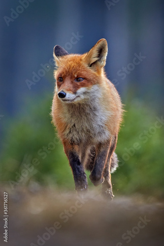 Red Fox, Vulpes vulpes, beautiful animal on grassy meadow, in the nature habitat, evening sun with nice light, Germany.