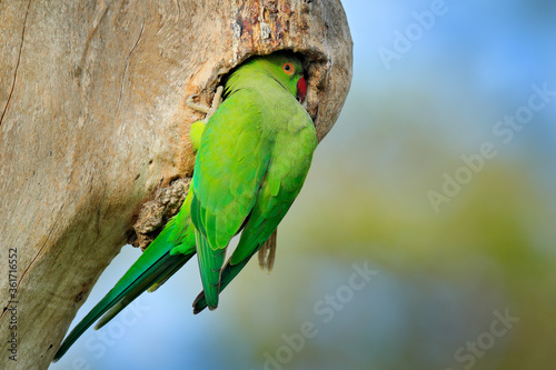 Gerrn parrot in nest hole. Rose-ringed Parakeet, Psittacula krameri, in nature green forest habitat, Sri Lanka. Green parrot on the tree. Nesting season in the nature. photo