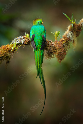 Quetzal, Pharomachrus mocinno, from  nature Costa Rica with pink flower forest. Magnificent sacred mystic green and red bird. Resplendent Quetzal hidden in forest. Wildlife scene from Costa Rica.