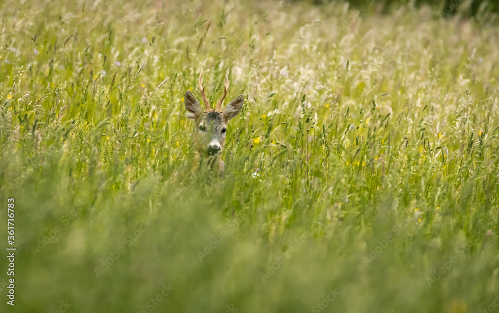 deer, tier, natur, wild lebende tiere, säugetier, wild, gras, kitz, jung, reh, deer, tier, natur, wild lebende tiere, säugetier, wild, gras, kitz, jung, reh,