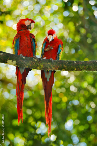 Red parrot pair love in dark green vegetation. Scarlet Macaw, Ara macao, in tropical forest, Brazil. Wildlife scene from nature. Two parrot couple in the green jungle habitat.