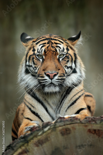 Tygrys sumatrzański, Panthera tigris sumatrae, rzadki podgatunek tygrysa zamieszkujący indonezyjską wyspę Sumatra. Twarz szczegół portret tygrysa z Indonezji.