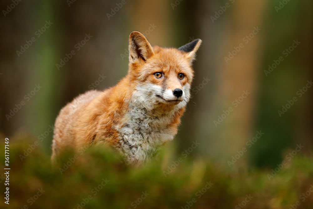 Fox in green forest. Cute Red Fox, Vulpes vulpes, at forest on mossy stone. Wildlife scene from nature. Animal in nature habitat. Animal in green environment.