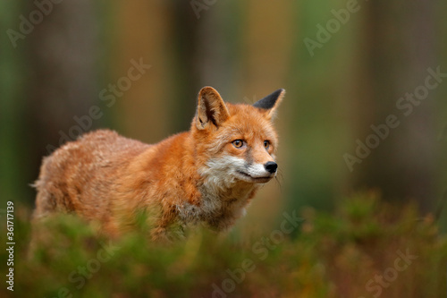 Fox in green forest. Cute Red Fox, Vulpes vulpes, at forest on mossy stone. Wildlife scene from nature. Animal in nature habitat. Animal in green environment. © ondrejprosicky