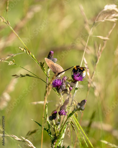 motyl photo