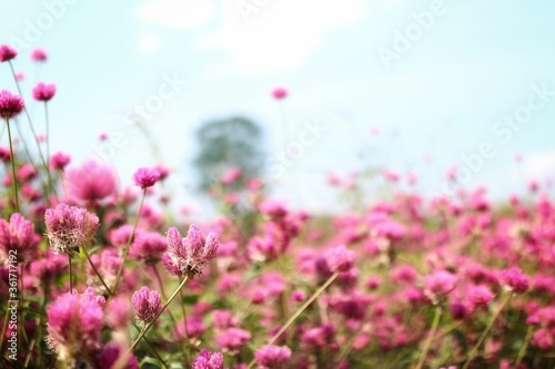 pink flowers in the field © วอน จังมึง