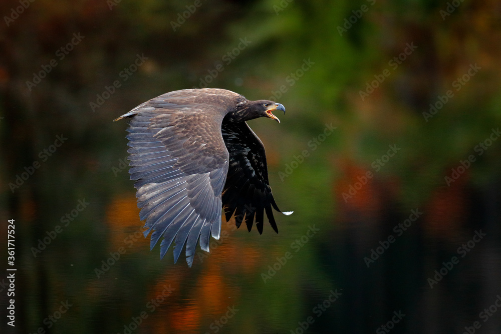 Fototapeta premium Eagle above forest lake. Flying bird of prey, White-tailed Eagle, Haliaeetus albicilla, with blue sky and white clouds in background. Wildlife scene with bird from nature. Bird from Germany.
