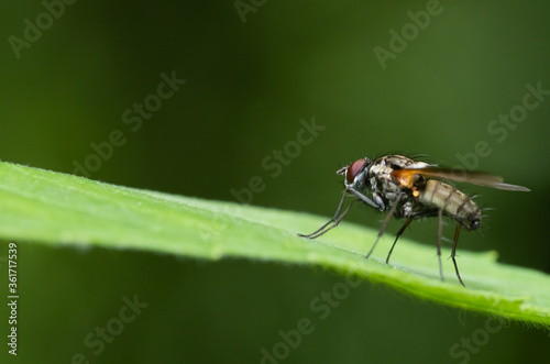 fliege, insecta, makro, natur, blatt, green, badgered, tier, flügel, close up
