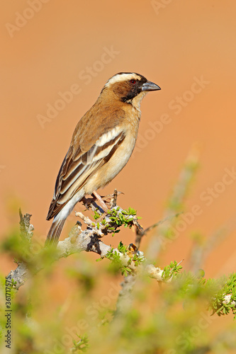 White-browed sparrow-weaver, Plocepasser mahali, sunny day on safari in Namibia. Thorny branch with bird, blackbeak. Undetermine bird from Africa © ondrejprosicky