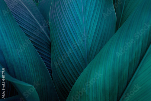 Fototapeta closeup nature view of green leaf on background, fresh wallpaper banner concept